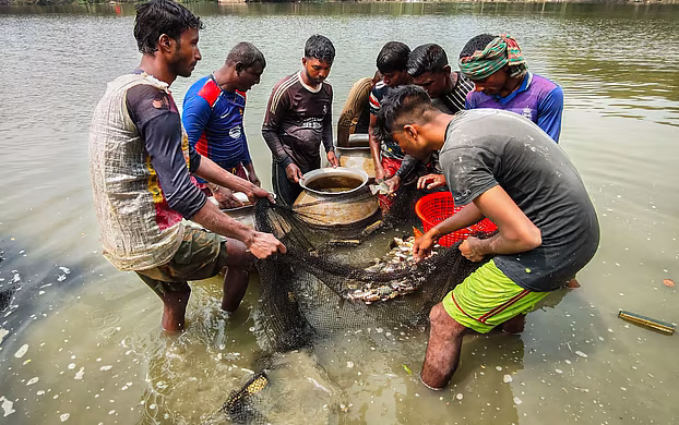 এবার পুকুরের মাছেও মাইক্রোপ্লাস্টিক! ১৫০ মাছ পরীক্ষা করে যা পেলেন গবেষকেরা